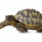 klaasjes